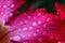 Water drop macro, Water droplets close up on azalea flower in Rainy season, Red pink flowers, Sabi star, kudu, Azalea, Impala lily