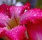 Water drop macro, Water droplets close up on azalea flower in Rainy season, Red pink flowers, Sabi star, kudu, Azalea, Impala lily