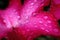 Water drop macro, Water droplets close up on azalea flower in Rainy season, Red pink flowers, Sabi star, kudu, Azalea, Impala lily