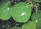 Water drop on nasturtium leaf