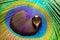 Water drop on a peacock feather