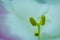 Water drop on pistil of white flower