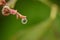 Water drop in a plant in front of a green background