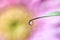 Water drop reflection of pink flower set up macro photography splendid shot water dew on grass liquid on plant