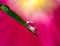 Water drop refraction photography with water droplets on the surface of palm tree leaf and pink hollyhock Alcea rosea as a