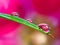 Water drop refraction photography with water droplets on the surface of palm tree leaf and pink hollyhock Alcea rosea as a