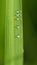 Water Drop of Rice Leaf