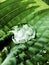 Water Drop on Rippled Leaf