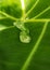 Water drop on the taro leaf