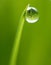 Water drop on tip of grass