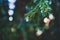 Water drop on tree. Melting snow or dew on the green thuja with water drop, green floral background of evergreen conifer