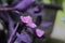 Water drop in the violet colored leaf