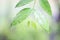 Water drop on Wrightia religiosa leaf