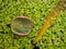 Water drop on young lotus leaf