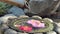 Water droping on the Camellia flower in the Japanese style fountain