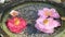 Water droping on the Camellia flower in the Japanese style fountain