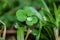 Water droplet on a clower leaf