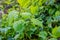 Water droplet on dark green foliage, rain drop on leaf nature ba