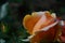 Water droplet  on the edge of rose petal