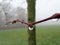 Water droplet focusing tree in its background