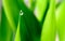 Water Droplet Green Vegetation Background