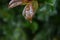 Water droplet hanging from leaf red orange