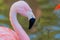 Water Droplet Hangs on the Beak of Pink Flamingo