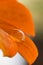 Water droplet on an orange flower