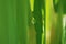 Water droplet on paddy leaf with blurry bbackground