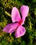 Water droplet on a pink flower