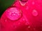 Water droplet on a rose petal close up