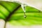 Water droplet on the tip of Alocasia leaf