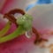 Water Droplet on Tulip Pistil