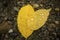 Water droplets on back of yellow birch leaves, northern Maine.