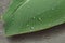 Water droplets on a banana leaf.