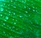 Water droplets on banana leaves in the morning farm