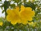 Water droplets on beautiful yellow flowers.