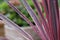 Water Droplets On Dracena Marginata