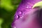 Water Droplets on Flower Leaf