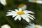 Water droplets on a flower Pyrethrum