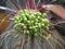 Water droplets on Flowers and fruit of Tacca leontopetaloides or