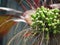 Water droplets on Flowers and fruit of Tacca leontopetaloides or