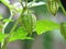 Water droplets on Fresh Cape Gooseberry Physalis peruviana on