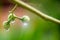 Water droplets on the fresh fruit tree. nature image for background,