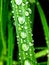 water droplets glisten on green plant stem