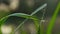 Water droplets on green grass, morning freshness, nature closeup