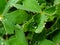 Water droplets on greens after rain