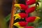 Water droplets on Heliconia Rostrata or Hanging Lobster Claw after the rain