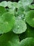 Water droplets on a hydrocotyle verticillata or whorled pennywort