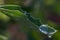 Water Droplets on Leaf